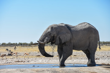 Fototapeta na wymiar Male Elephant at Etosha national park
