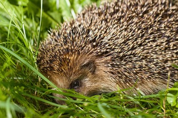 Head of common hedgehog in taller grass