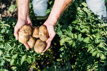 farmer holding potatoes in field © LIGHTFIELD STUDIOS