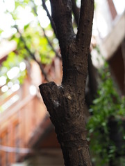 Dark brown small thin tree trunk, with blurred wooden ladder background