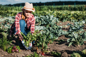 farmer harvesting beets