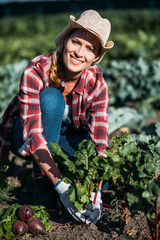 farmer harvesting beets