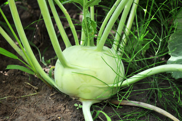 Fruit of cabbage kohlrabi on the ground close-up.
