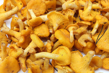 Chanterelle mushrooms isolated on a white background. Cantharellus cibarius. 