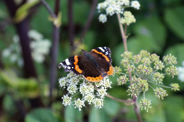 Admiral auf Doldenblüte