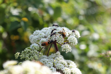 Wespen auf Doldenbl&uuml;te