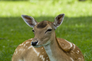 Obraz premium Hirsch / Reh