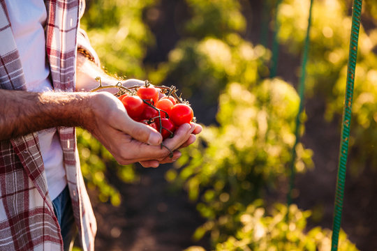 farmer holding tomatoes