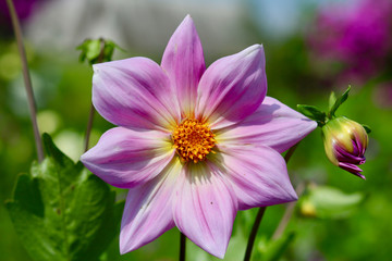 Dahlia