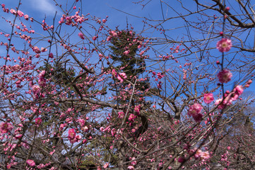 Spring plum blossom in shrine,Japan.