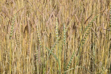 campagne sous les nuages