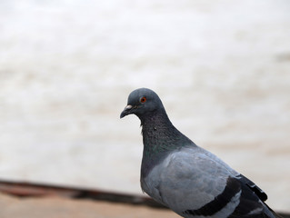 Pigeon bird perching on riverside. Pigeons and doves constitute the bird family Columbidae, which includes about 42 genera and 310 species.