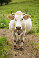 Naklejka na ściany i meble Portrait of a cute cow on a mountain meadow