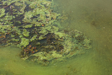 Green algae in water. Water pollution. Ecological problem