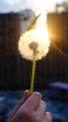 Fototapeta premium Dandelion