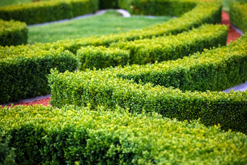Green bushes labyrinth, landscape gardening design