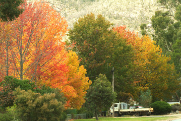 Obraz premium Yellow leaves on the park in Melbourne Victoria, Australia during Autumn.
