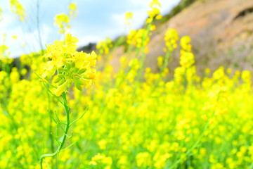 菜の花