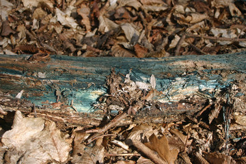 Green stained dead wood