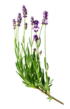 Fototapeta Fresh lavender sprig with violet flowers isolated on a white background. Design element for product label, catalog print, web use.