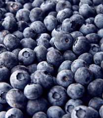 Freshly picked blueberries. Wild berry, Healthy food