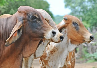 3 Brahman Brothers