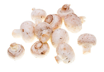Mushrooms champignons on a white background