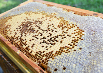 Bees honey comb brood. Inspecting and Understanding the Brood Pattern.