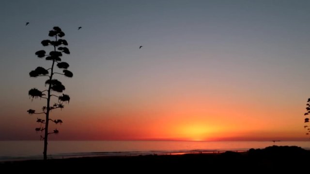 Seagulls flying in the evening of Sancti Petri, Cadiz, Spain