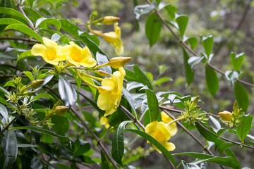 yellow allamanda flowers