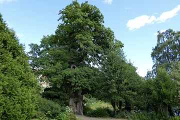 high green tree with blue sky and white clouds behind