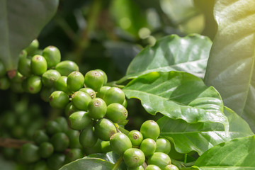 green coffee beans