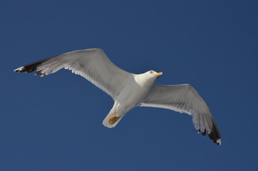 seagull
