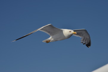 Obraz premium seagull