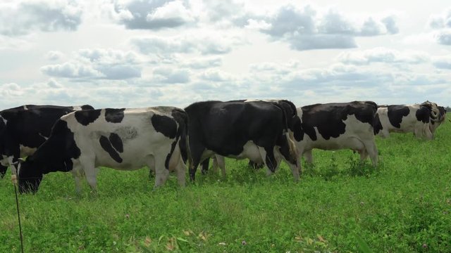 Black and white cows in a grassy field grazing on pasture.