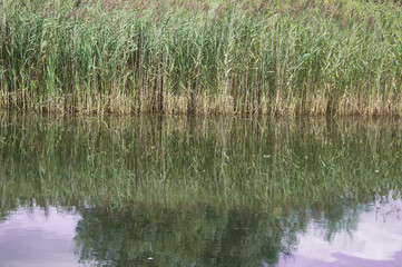 Fototapeta na wymiar Reed bed reflected on still lake