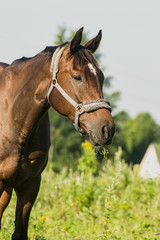 Obraz premium Horse on open pasture.