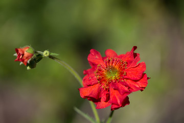 rot for grünem hintergrund