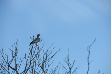  goshawk (Melierax canorus)