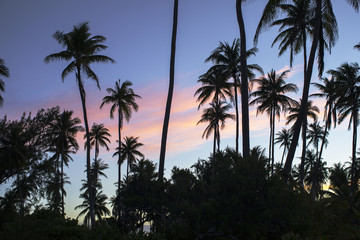 Fototapeta na wymiar palmiers avec coucher de soleil