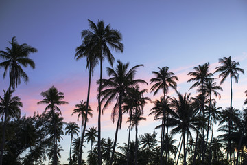Fototapeta na wymiar palmiers avec coucher de soleil