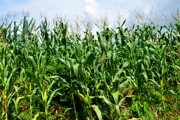 Corn field