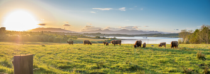 Highland cow with a scottish loch in the background - Powered by Adobe