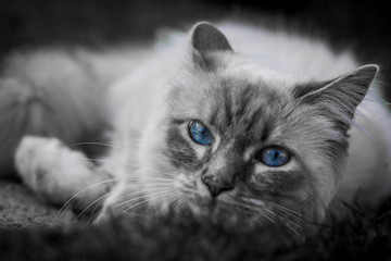 Heilige Birma Katze, schwarz weiss, mit blauen Augen