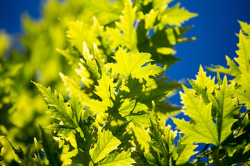 Green maple leaves on a tree in the nature
