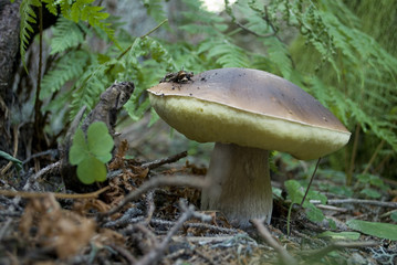 Background: large porcini mushroom or Boletus Edulis, photographed in the woods before being harvested, surrounded by ferns, pine needles, clover plants in a pine forest, Trentino Alto Adige, Italy