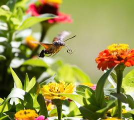 Butterfly in flight gathers nectar from flowers