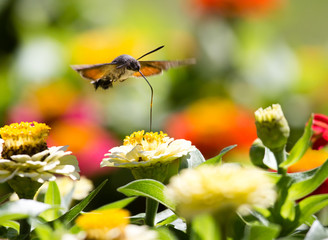 Butterfly in flight gathers nectar from flowers