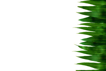 leaf textur background