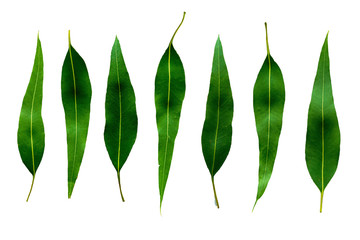 leaf textur background